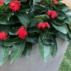 KANTE 31 in. L Rectangular Weathered Concrete/Fiberglass Indoor Outdoor Elegant Planter -Green Haven Store weathered concrete kante plant pots osf0104b c80021 2 66 1000