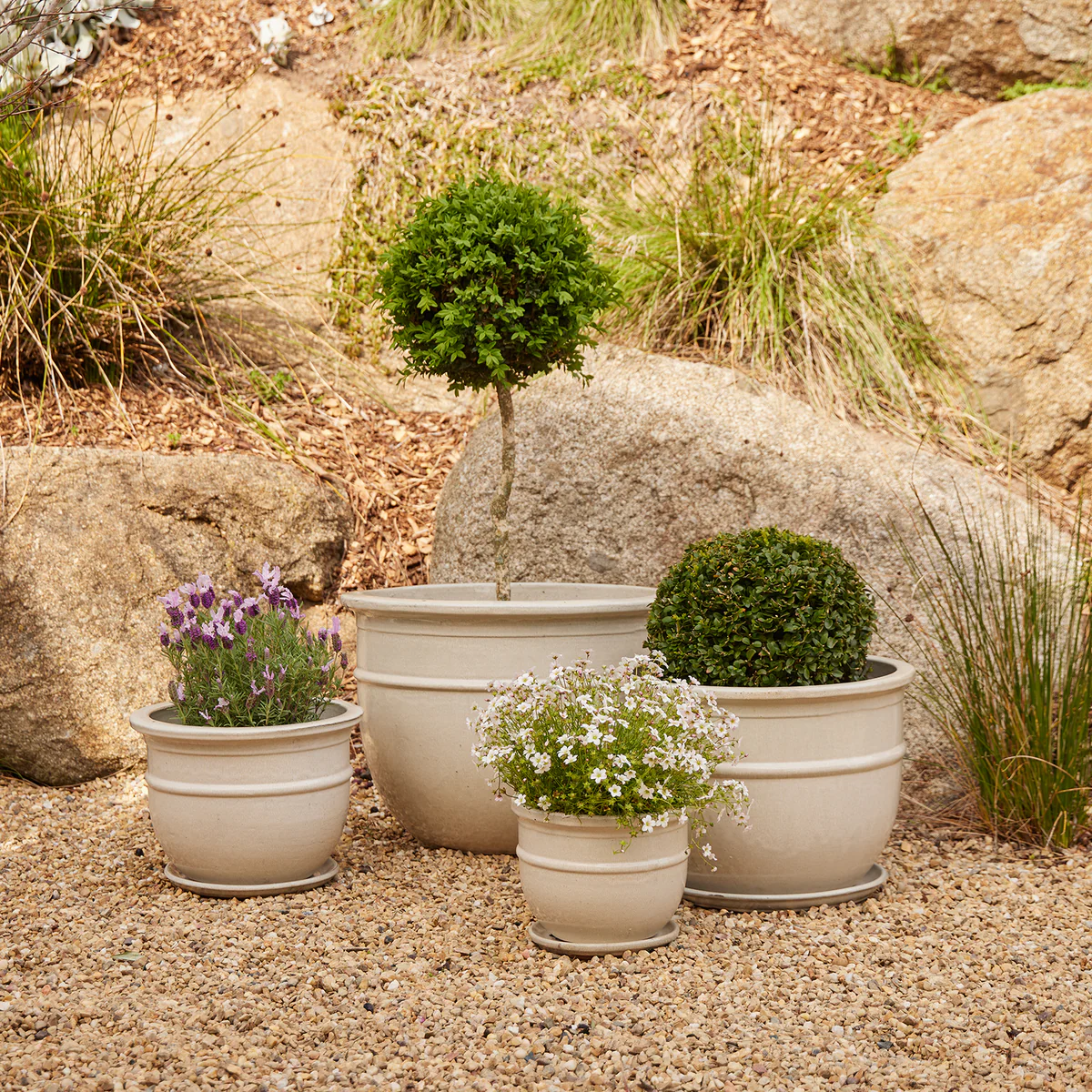 Green Haven Store -Green Haven Store X1 CRBellyPotS4WSCream