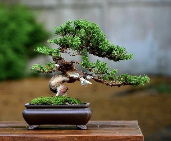 Green Haven Store -Green Haven Store bonsai17.jpg